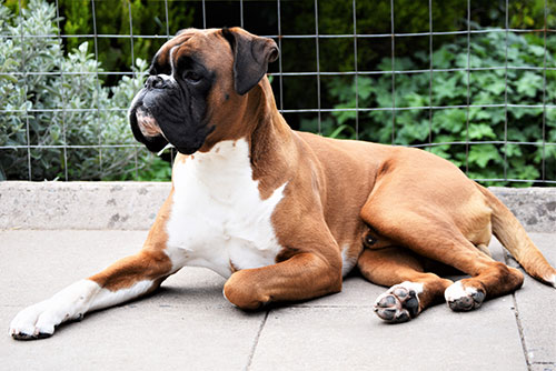 Seacrest Deacon Brodie sunbathing