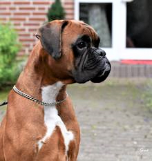 Gangula Von Der Burg Singindunum, head shot
