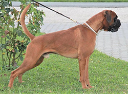 Gangula Von Der Burg Singindunum