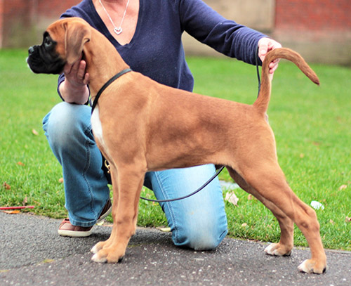 Seacrest Faustino at fourteen weeks old