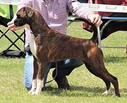 Champion Jenroy Clarice Cliff at Longsdale